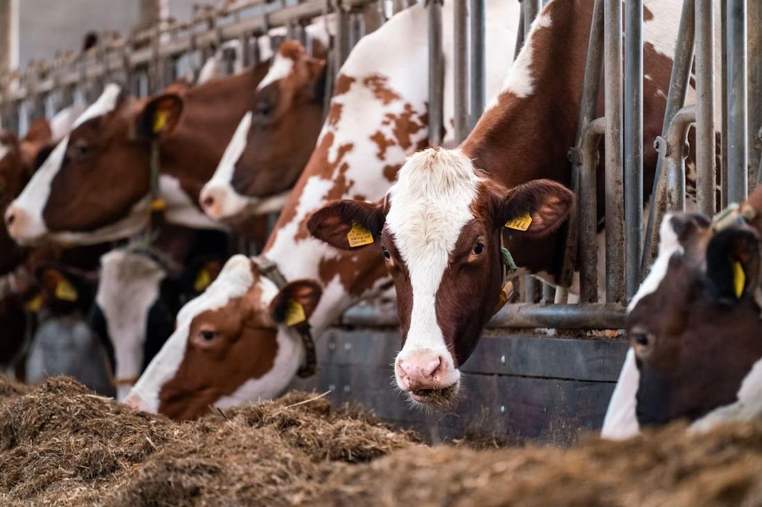 Dairy cattle feeding in a modern barn