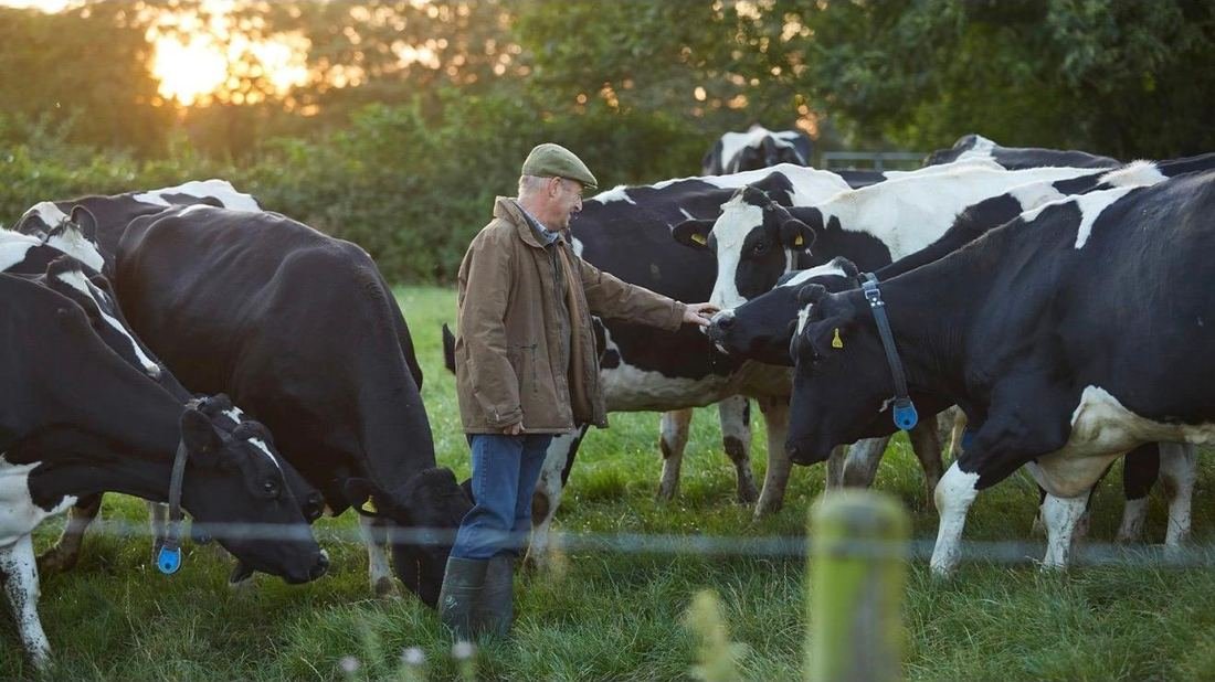 Farmer with dairy cattle at sunset